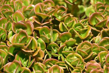 Desert Garden Bicolor Ground Cover in Arid Garden