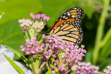 butterfly on flower
