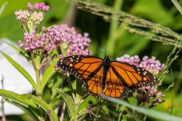 monarch butterfly on a flower