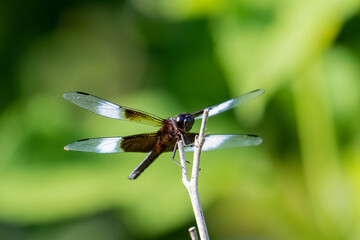 dragonfly on a branch