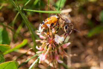 bee on a flower