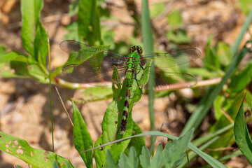 green dragonfly