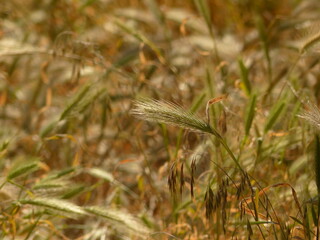 Fototapeta premium wheat in the wind
