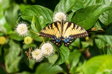 butterfly on flower