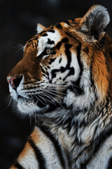 Siberian tiger (Panthera tigris altaica) detail portrait