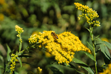 a sweet bee collects the pollen of a goldenrod