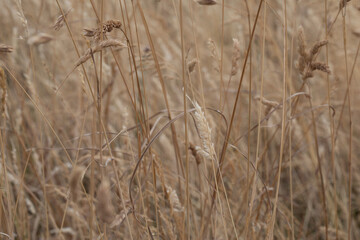 DRIED COASTAL GRASSES DURING UK DROUGHT