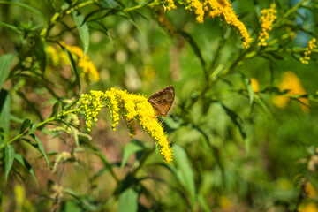 A Maniola jurtina butterfly on blooming yellow flower with blurred background