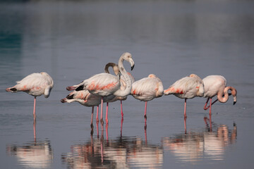Group of Greater flamingos (Phoenicopterus roseus), Camargue, Turkey