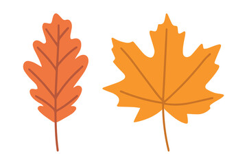 Oak and maple leaves. Autumn vector objects isolated on white background