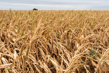 Drought-stricken corn crop in Hungary, EU.  Drought-stricken corn plant. 