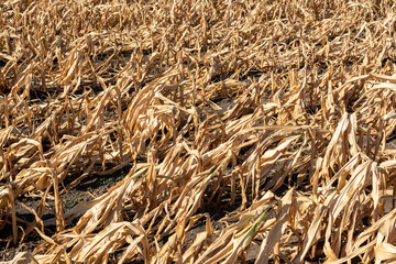 Drought-stricken corn crop in Hungary, EU.  Drought-stricken corn plant. 