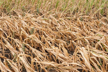 Drought-stricken corn crop in Hungary, EU.  Drought-stricken corn plant.  - 521848917