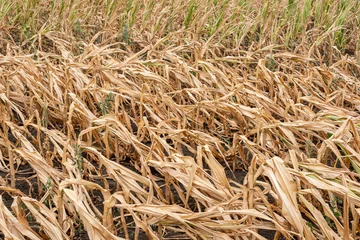Fototapeten Drought-stricken corn crop in Hungary, EU.  Drought-stricken corn plant.  © krstrbrt