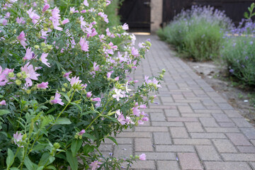 Paved garden path with mallow and lavender