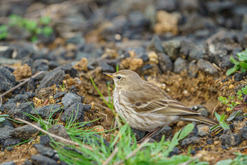 Anthus spinoletta (Water pipit) feeding on grass