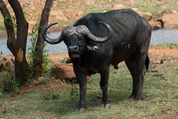 African Savanna Buffalo (Syncerus caffer) reflectively chewing the cud at Kudusfontein farm, North West - obrazy, fototapety, plakaty