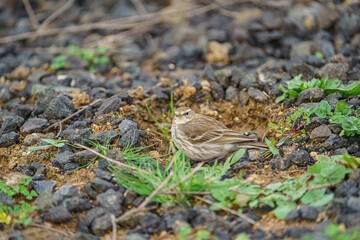 Anthus spinoletta (Water pipit) feeding on grass