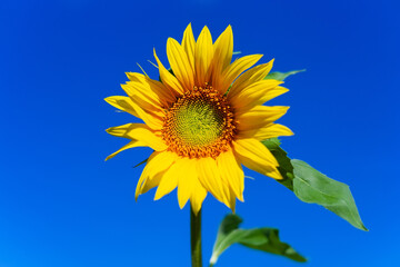 Naklejka premium Beautiful landscape with sunflower field over blue sky. Nature concept...