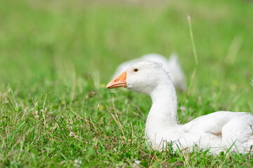 side view of white goose standing on green grass..