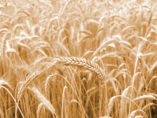 a ripe spike in a field of yellow wheat, wheat field waiting for harvest