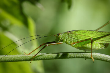 Big green forest grasshopper with long antennae on a leaf.