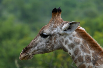 Naklejka na ściany i meble Profile of a female giraffe's head (Giraffa camelopardalis), Pilanesberg National Park, North West. Female giraffe's horns are completely covered in hair (males' horns are bald).