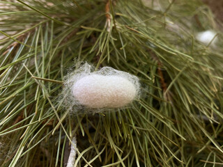  a cocoon between leaves. Top view of moth cocoons.