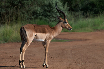 Naklejka na ściany i meble Impala ram (Aepycernos melampus) displays his long, graceful lyrate horns on a gravel road in Pilanesberg National Park, North West.