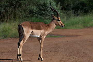 Impala ram (Aepycernos melampus) displays his long, graceful lyrate horns on a gravel road in...