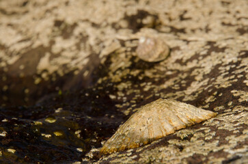 Limpet Patella sp. on a rock. Sardina del Norte. Galdar. Gran Canaria. Canary Islands. Spain.