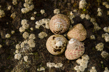 Sea snails Phorcus atratus and poli's stellate barnacles Chthamalus stellatus. Sardina del Norte. Galdar. Gran Canaria. Canary Islands. Spain. - obrazy, fototapety, plakaty