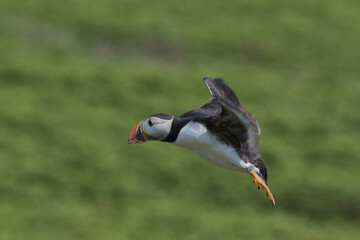 Atlantic Puffin in flight with a green background on Skomer island.