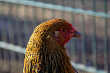 Portrait eines Huhn, Hahns auf dem Bauernhof.
