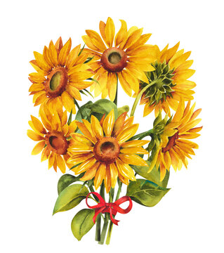 Watercolor sunflowers. Bouquet of beautiful yellow sunflowers with a red ribbon on a white background