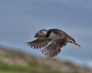 Atlantic Puffin in flight with sky in the background on Skomer island.