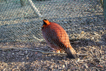 Ein Portrait eines Fasanartigen Vogels, exotischen Huhn.
