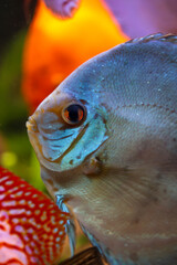 Portrait eines schönen farbigen Diskus Diskusbuntbarsch in einem Schwarzwasser Aquarium.
