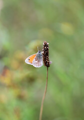 Ein kleines Wiesenvögelchen, ein Schmetterling auf einer Graspflanze.
