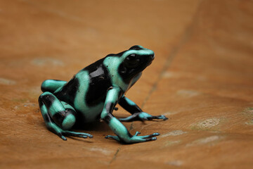 Dendrobates auratus green dart frog closeup, dendrobates auratus green closeup on  dry leaves