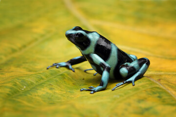 Dendrobates auratus green dart frog closeup, dendrobates auratus green closeup on leaves
