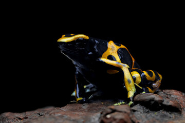 Dendrobates leucomelas dart frog side view, Dart Frog side view on isolated background