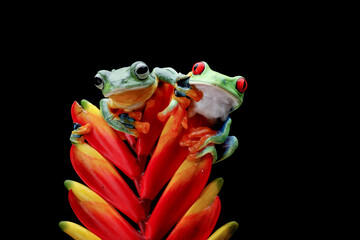 Red-eyed tree frog and Rhacophorus reinwardtii on black background, Red-eyed tree frog and...