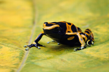 Dendrobates leucomelas dart frog side view, Dart Frog side view