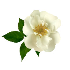 Obraz premium Flower. Rose. White. Green leaf. Isolated. Floral background.