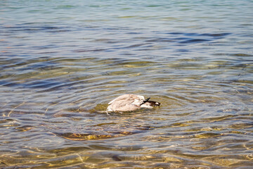 Portrait von Möwen an der See, am atlantischen Ozean.
