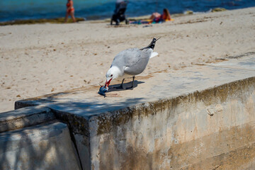 Eine Möwe mit einem gefangenen Fisch auf einer Brüstung.
