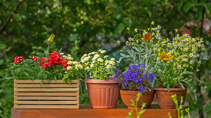 Fototapeta na wymiar Garden flowers. Home gardening concept. Collection of houseplants and ornamental plants in pots. Plant care. Floral composition with spring or summer flowers. Blooming vibrant flowers in pot outdoors