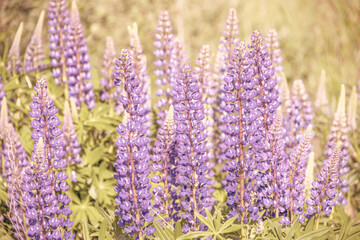 Fototapeta premium Wild lupines flowers in detail