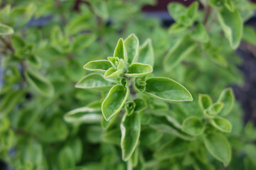 Oregano